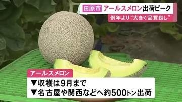 甘み強くマスクメロンとも…愛知県田原市で『アールスメロン』の収穫が本格的に始まる 名古屋等に約500トンを出荷予定