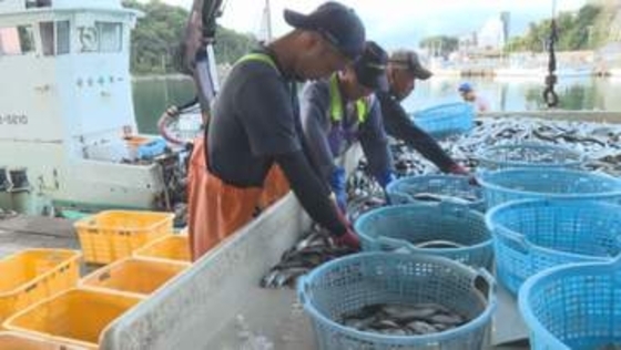 逃がすと他の魚も一緒に…“とれすぎる”クロマグロに悩む定置網の漁師 漁獲枠拡大に期待「収入にも影響」