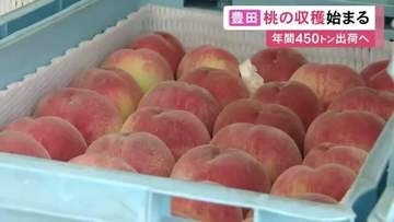 今の時期は早生品種「日川白鳳」…愛知県豊田市で特産の“桃”の収穫始まる 50の農家が年間約450トンを出荷