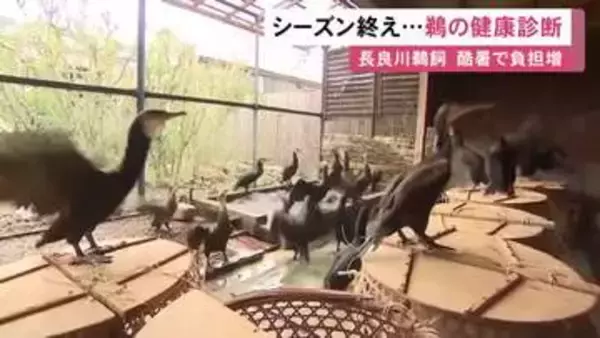 鵜匠代表「酷暑の時代は鵜にも負荷が…」岐阜市の長良川鵜飼が閉幕し鵜の健康診断 獣医師が体重測定や予防接種