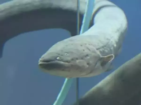 放電を水槽内の電極が感知…鳥羽水族館で“デンキウナギのクリスマスツリー” 雷のような音と共にライトが点灯
