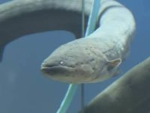 放電を水槽内の電極が感知…鳥羽水族館で“デンキウナギのクリスマスツリー” 雷のような音と共にライトが点灯
