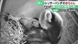 「母親のお腹に体すり寄せる…名古屋・東山動植物園でレッサーパンダの赤ちゃん誕生 成育が成功すれば同園で初」の画像1