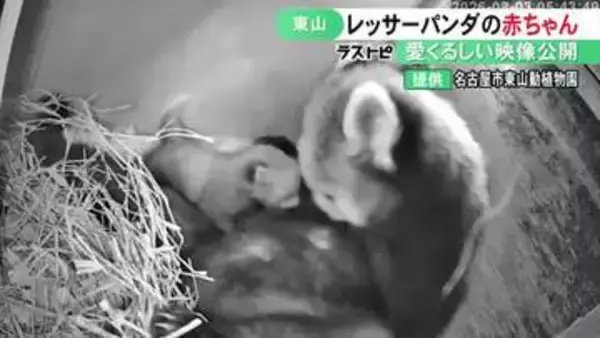 母親のお腹に体すり寄せる…名古屋・東山動植物園でレッサーパンダの赤ちゃん誕生 成育が成功すれば同園で初