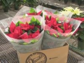 温室内で真っ赤に色づく…クリスマスを彩る『ポインセチア』愛知県内一の産地・田原市で出荷作業が最盛期