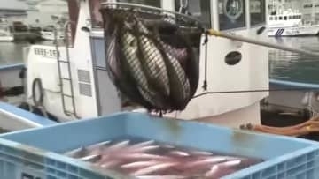 水温が下がり脂乗る…年末年始に向け『養殖ブリ』の出荷が最盛期 5kg程に育ったものを次々水揚げ 三重県尾鷲市