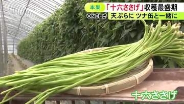 鞘に16粒の豆が収まる…岐阜県の伝統野菜『十六ささげ』の収穫が最盛期 名古屋の市場等へ約3トン出荷予定