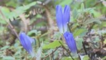 日が昇ると咲き日没と共に閉じる…世界遺産・熊野古道で『アサマリンドウ』の花が見頃 11月いっぱい続く見込み