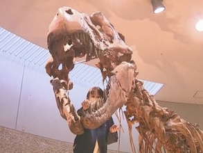 6700万年前の化石など…年末恒例の「恐竜大掃除」約30人が はけやブラシなどで汚れ落とす 豊橋市自然史博物館