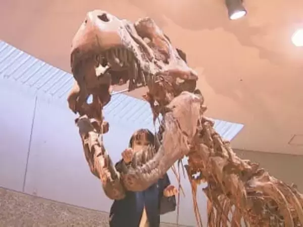 6700万年前の化石など…年末恒例の「恐竜大掃除」約30人が はけやブラシなどで汚れ落とす 豊橋市自然史博物館