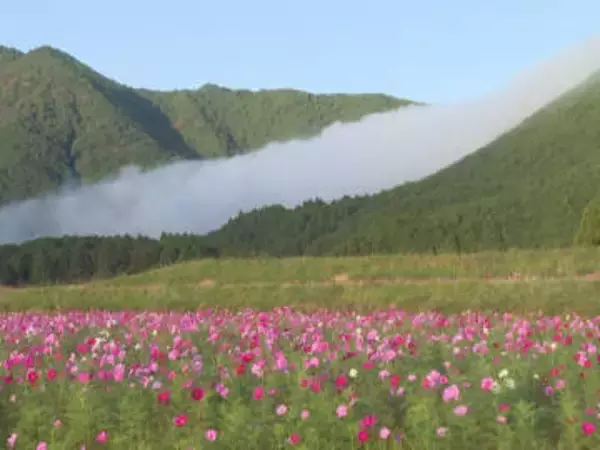 朝霧が山の斜面を流れ落ちる…『風伝おろし』が出現 湿度や日中と夜間の寒暖差等の条件揃う 三重県御浜町