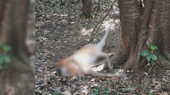 “頭”が落ちていて発覚…山中で違法にシカを“密猟”かベトナム国籍の男逮捕 販売目的で無許可で解体の疑いも