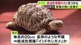 「絶滅危惧種『インドホシガメ』か 住宅の車庫で見つかり警察が飼い主探す 体長約20cmで取引は原則禁止」の画像1