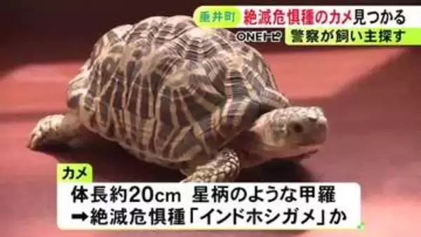 絶滅危惧種『インドホシガメ』か 住宅の車庫で見つかり警察が飼い主探す 体長約20cmで取引は原則禁止