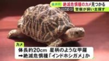 絶滅危惧種『インドホシガメ』か 住宅の車庫で見つかり警察が飼い主探す 体長約20cmで取引は原則禁止