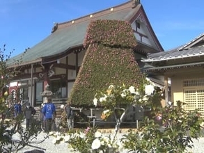 21日まではライトアップも…愛知県豊橋市の「さざんか寺」見頃に 約300種類4000本以上の山茶花が植えられる