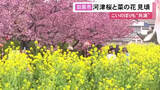 「鮮やかなピンクと黄色のコントラスト…早咲きの河津桜と菜の花が共に見ごろ迎える 愛知県田原市の免々田川沿い」の画像1
