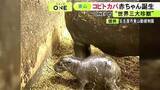 「世界三大珍獣の一つ『コビトカバ』の赤ちゃんが誕生 名古屋の東山動植物園で「コユリ」が3年ぶりに出産」の画像1