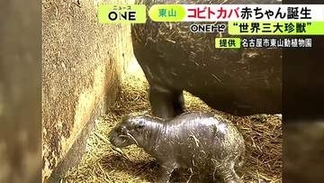 世界三大珍獣の一つ『コビトカバ』の赤ちゃんが誕生 名古屋の東山動植物園で「コユリ」が3年ぶりに出産