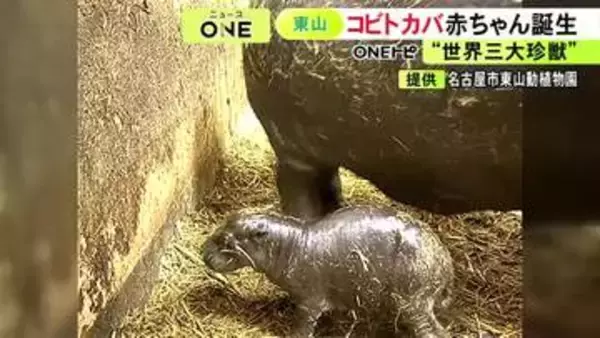 世界三大珍獣の一つ『コビトカバ』の赤ちゃんが誕生 名古屋の東山動植物園で「コユリ」が3年ぶりに出産