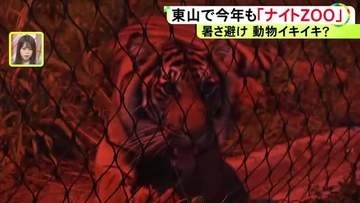 スマトラトラが動き回る…東山動植物園で8日から『ナイトZOO』旧アフリカゾウ舎ではプロジェクションマッピングも