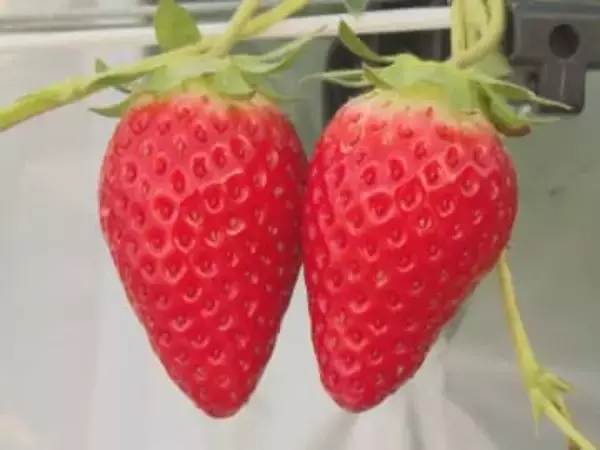 極早生品種『かおり野』…クリスマス向けのイチゴの収穫が最盛期 1週間ほど遅れるも出来は例年通りに 三重県御浜町