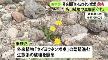 セイヨウタンポポの繁殖進む…北アルプス・乗鞍岳で外来植物の除去作業 約30人が参加し1日で約25kgに