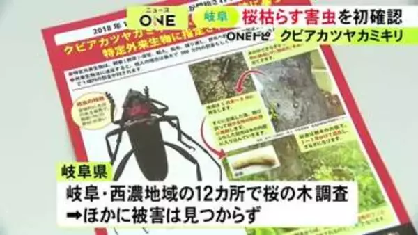 桜の木など枯らす…特定外来生物「クビアカツヤカミキリ」初めて確認された岐阜県で市町村職員など集め説明会
