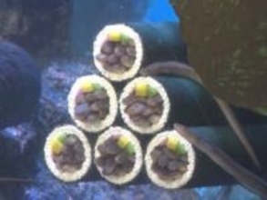 約180匹が“具沢山”な状態に…節分を前に水族館で『マアナゴの恵方巻』の展示 狭い場所に潜り込む習性を活用