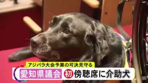 「“伏せ”できちんと待機…『介助犬』が初めて愛知県議会の本会議場に ラブラドール・レトリバー2匹が新年度予算案の可決見守る」の画像