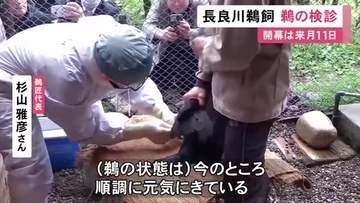 5/11に開幕…岐阜市の長良川鵜飼を前に鵜の検診 獣医師が鵜匠の家を1軒ずつ回り感染症の予防接種