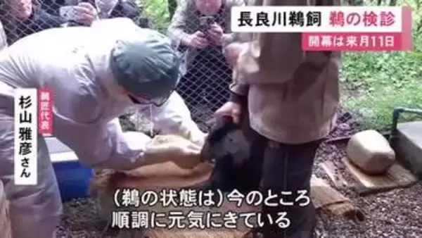 5/11に開幕…岐阜市の長良川鵜飼を前に鵜の検診 獣医師が鵜匠の家を1軒ずつ回り感染症の予防接種