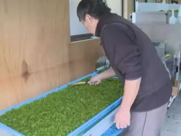 波の静かな入り江を利用…アオサノリの収穫作業が最盛期 せいろに敷き詰め6時間ほど乾燥させ出荷 三重県紀北町