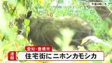 「茂みの中に…住宅地に特別天然記念物『ニホンカモシカ』これまでに人への危害は確認されず 愛知県豊橋市」の画像1