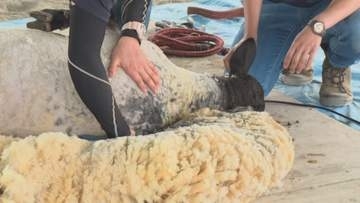 刈りかけで一時“脱走”…約100kgある2歳のヒツジ『いよかん』の毛刈り 飼育員の奮闘で無事約2.5kg分スッキリ