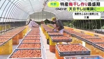 赤ジソと一緒に漬け込む…三重県熊野市で特産の梅干し作りが最盛期 天候に恵まれて天日干しが順調に進む