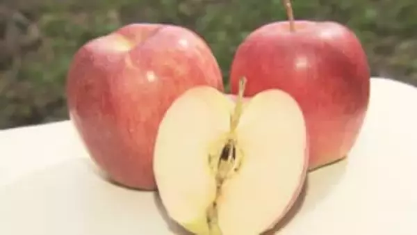 時間無制限×食べ放題で1000円…りんご狩りで大人気の果樹園 直売所では量り売りや新鮮なジュースも