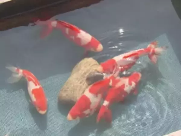 全国有数の産地…愛知県弥富市で『金魚』の初市 最高値は体長26cm程の「更紗和金」1箱10万円超で