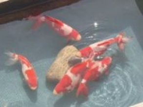 全国有数の産地…愛知県弥富市で『金魚』の初市 最高値は体長26cm程の「更紗和金」1箱10万円超で