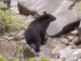 「ニワトリが頭から食べられる…クマの目撃相次ぐ岐阜県関市 冬眠明けとレジャーの時期重なり専門家は「遭遇リスク避けて」」の画像1