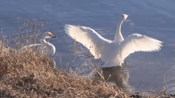 冬の使者今年も…諏訪湖にコハクチョウ飛来　昨シーズンより4日早く【長野】
