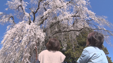 【信州の桜物語】桜がつなぐ災害の記憶　土石流の直撃に耐え住民を守ったシダレザクラ　岡谷市豪雨災害から20年【長野】