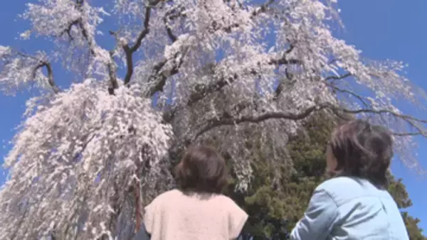 【特集】桜がつなぐ災害の記憶　土石流の直撃に耐え住民を守ったシダレザクラ　岡谷市豪雨災害から20年【長野】