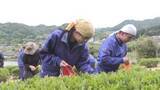 「初夏の伝統行事　阿南町で中学生が茶摘み　摘み取った茶葉は煎茶にして試飲したり天ぷらに…【長野】」の画像1