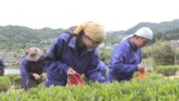 初夏の伝統行事　阿南町で中学生が茶摘み　摘み取った茶葉は煎茶にして試飲したり天ぷらに…【長野】