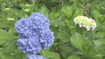 飯山市の“アジサイ寺”　約800株が見頃　例年より約2週間早く咲く【長野】