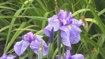 3万株のハナショウブが見頃　安曇野市明科で恒例の「あやめまつり」　県内は夜のはじめ頃から21日昼前にかけて警報級の大雨になる可能性も【長野】