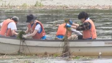 生態系に悪影響も…諏訪湖を覆うヒシを約150人が手作業で回収【長野】