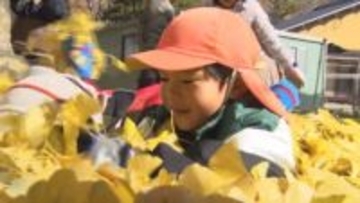 フカフカ落葉に園児歓声！樹齢800年 大きなイチョウの木の下で大はしゃぎ【長野・生坂村】