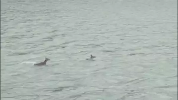 「流れの速い所に飛び込んでいった」　珍光景！？舟下りの船頭が天竜川を泳ぐシカ撮影　SNSで話題に【長野】